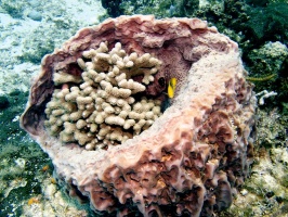 IMG 3040 Coral in a Barrel Sponge
